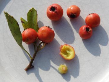 Die Früchte des Azaroldorns (Mitte Oktober) enthalten zwei Samen.