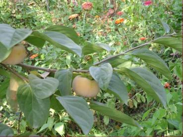 Essbare Früchte von Diospyros kaki Hiro-tanenashi