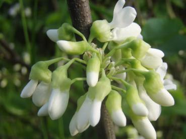 Cercis canadensis Royal White - Weißblühendes Judasblatt