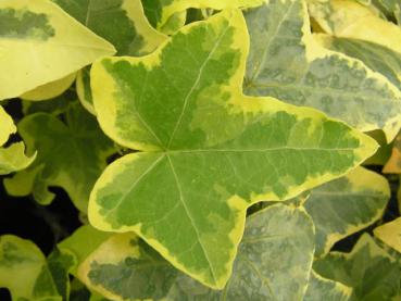 Hedera helix Aureovariegata - Gelbbunter Efeu