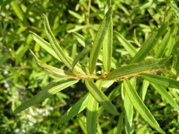 Hippophae salicifolia - Weidenblättriger Sanddorn