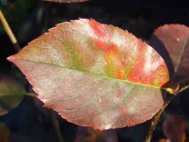 Schönes Herbstlaub bei Amelanchier Ballerina