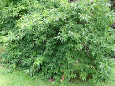 Der Habitus der Jungpflanze des Sassafras albidum in der Sommerbelaubung