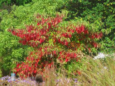 Der Habitus des Sassafras albidum im Herbstlaub