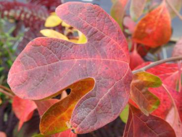 Leuchtende Herbstfarben - Sassafras albidum