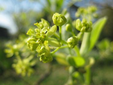 Nahaufnahme der Blütes des Sassafras