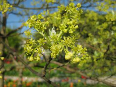 Doldenartige Blüten - Sassafrasbaum