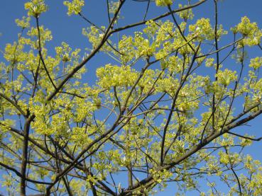 Reiche Blüte des Sassafrasbaums
