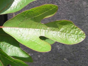 Sommerblatt von Sassafras albidum