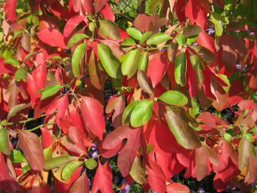 Der Fenchelholzbaum mit rotem Herbstlaub