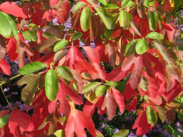 Rote Herbstfärbung des Sassafrasbaum