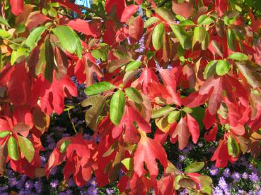 Sassafras albidum mit rotem Herbstlaub
