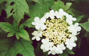 Zwerg-Schneeball Compactum - Viburnum opulus Compactum