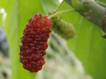 Heranreifende Frucht von Morus Illinois Everbearing