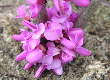 Cercis sinensis Avondale