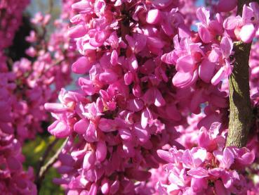 Judasträd Avondale, Cercis sinensis Avondale