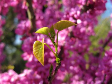 Judasträd Avondale, Cercis sinensis Avondale