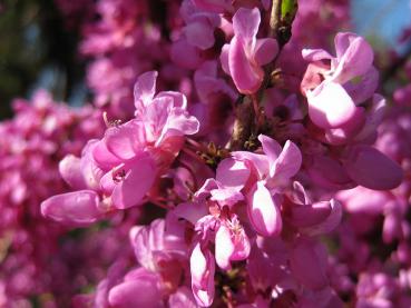 Judasträd Avondale, Cercis sinensis Avondale