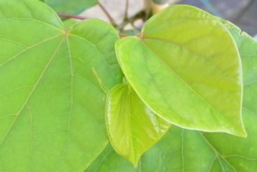 Judasträd Avondale, Cercis sinensis Avondale