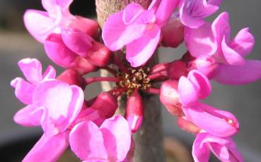 Judasträd Avondale, Cercis sinensis Avondale