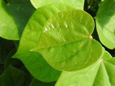 Judasträd Avondale, Cercis sinensis Avondale