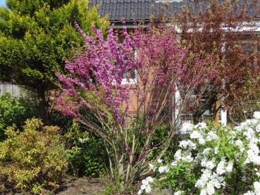 Judasträd Avondale, Cercis sinensis Avondale