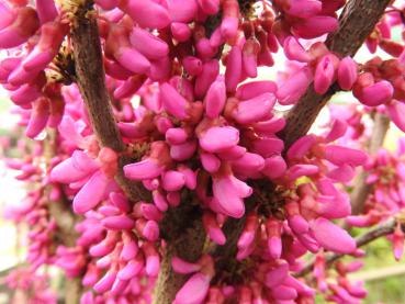 Judasträd Avondale, Cercis sinensis Avondale