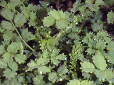 .Acaena microphylla Grüner Zwerg - Stachelnüsschen Grüner Zwerg