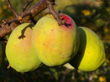 Chaenomeles cathayensis - Kinesisk rosenkvitten