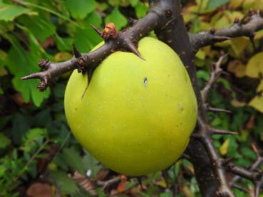 Quittenartige, essbare Frucht der Großfrüchtigen Zierquitte