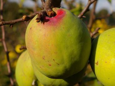 Chaenomeles cathayensis: Aufnahmen der gelben Quitten im Oktober