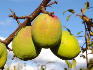 Gelbe Früchte der Großfrüchtigen Zierquitte