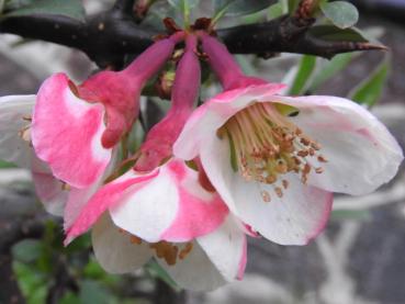 Weiß-rosa Blüten der Großfrüchtigen Zierquitte