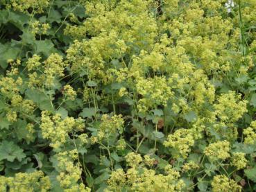 .Alchemilla mollis - Frauenmantel, Großblättriger Frauenmantel