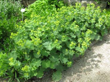 Frauenmantel, Alchemilla mollis, als Wegbegrenzung