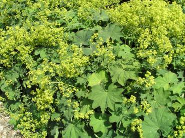 Bepflanzung mit Alchemilla mollis