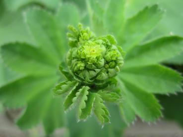 Frauenmantel, Alchemilla mollis: Knospe