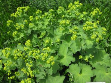 Frauenmantel, Alchemilla mollis, im Staudenbeet