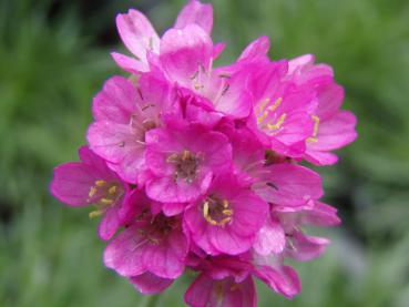 .Armeria maritima Splendens - Grasnelke, Strandnelke