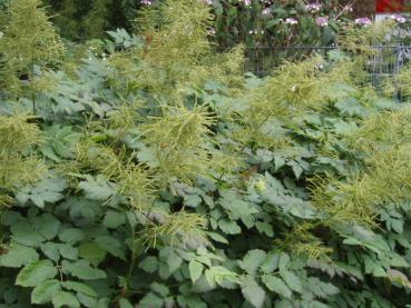 .Aruncus dioicus - Wald-Geißbart