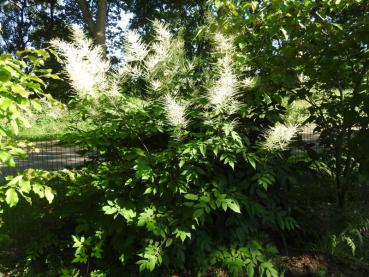 Der Wald-Geißbart fühlt sich im lichten Schatten wohl.