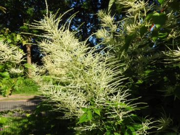 Der Hohe Wald-Geißbart blüht cremeweiß.