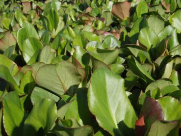 .Bergenia cordifolia Rotblum - Bergenie, Garten-Bergenie Rotblum