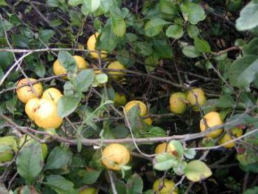 Chaenomeles japonica - Liten rosenkvitten