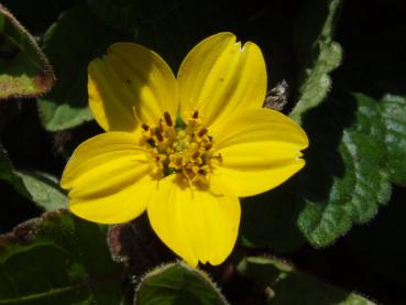 Das Goldkrörbchen in Blüte