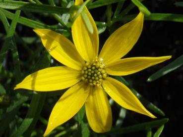 .Coreopsis verticillata Zagreb - Mädchenauge, Garten-Mädchenauge Zagreb