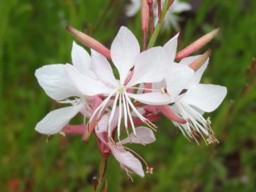 .Gaura lindheimerii - Prachtkerze, Lindheimers Prachtkerze