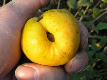 Chaenomeles speciosa - Stor Rosenkvitten