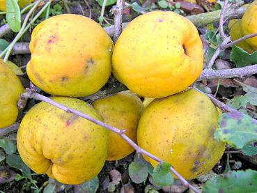 Zierquitten von Chaenomeles lagenaria (Ende Oktober)