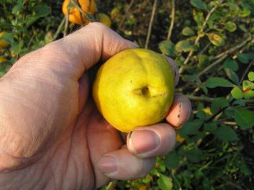Frucht von Chaenomeles lagenaria (Synonym: Chaenomeles speciosa)